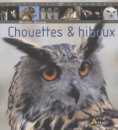 Chouettes et hiboux - 