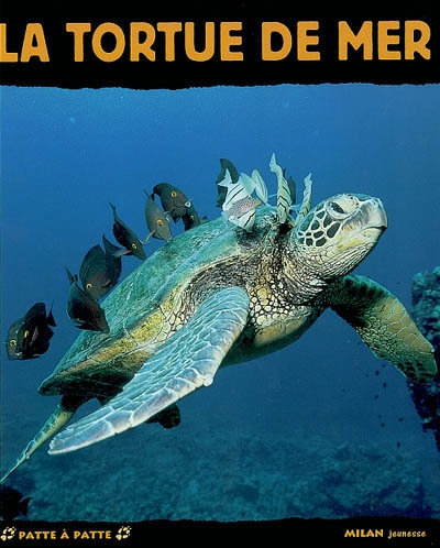 Tortue de mer - 