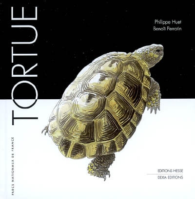 Tortue - 