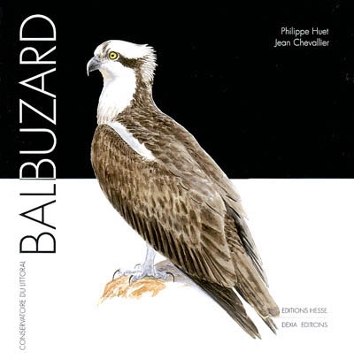 Balbuzard - 