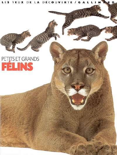 Petits et grands félins - 