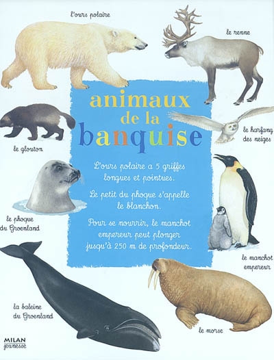 Animaux de la banquise - 