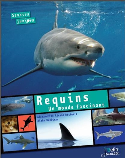 Requins, un monde fascinant - 