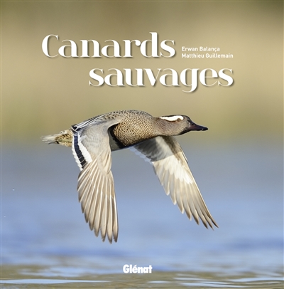 Canards sauvages - 