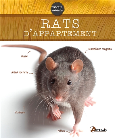 Rats d'appartement - 