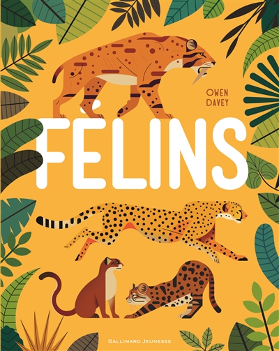 Félins - 