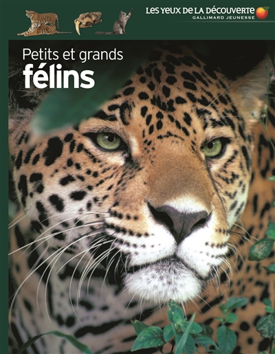 Petits et grands félins - 