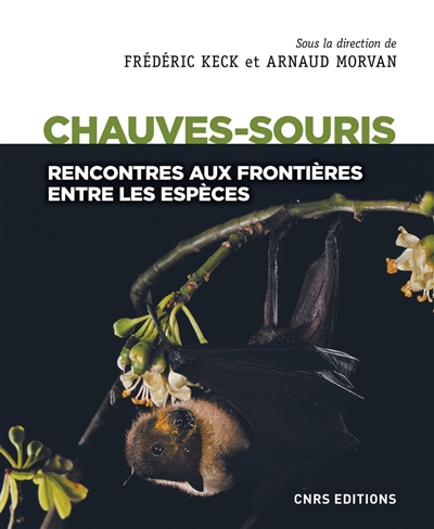 Chauves-souris - 